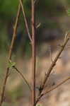 Slender lespedeza